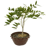 Japanese Wisteria in Tie Pot D484