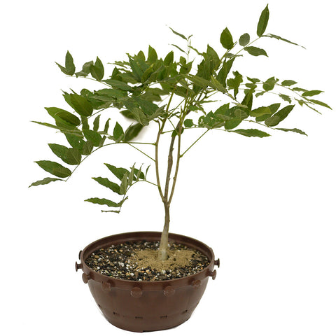 Japanese Wisteria in Tie Pot D484