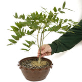 Japanese Wisteria in Tie Pot D484