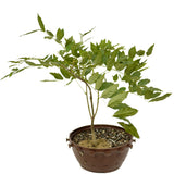 Japanese Wisteria in Tie Pot D484