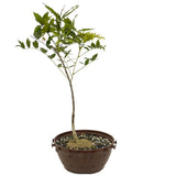 Japanese Wisteria in Tie Pot D485