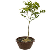Japanese Wisteria in Tie Pot D485