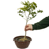 Japanese Wisteria in Tie Pot D485