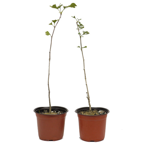 Ginko D489