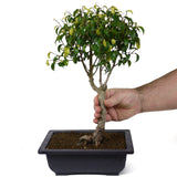 Ficus Too Little Bonsai  D49