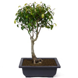 Ficus Too Little Bonsai  D49