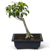 Ficus Too Little Bonsai  D50