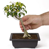 Ficus Too Little Bonsai  D50