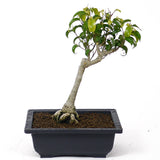 Ficus Too Little Bonsai  D50