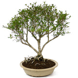 Serissa D51