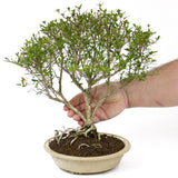 Serissa D51