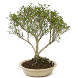 Serissa D51