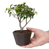 Ficus Too Little Bonsai  D52