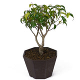 Ficus Too Little Bonsai  D52
