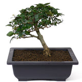 Parrot's Beak Bonsai D53