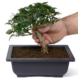 Parrot's Beak Bonsai D53