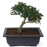 Parrot's Beak Bonsai D53