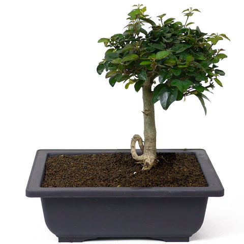 parrot beak bonsai tree Parrot's Beak Bonsai D54 – Stone Lantern