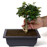 Parrot's Beak Bonsai D54
