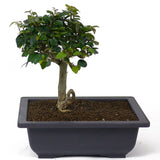 Parrot's Beak Bonsai D54