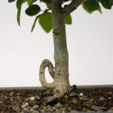 Parrot's Beak Bonsai D54