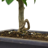 Parrot's Beak Bonsai D54