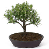 Rosemary D55