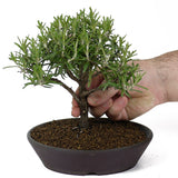 Rosemary D55
