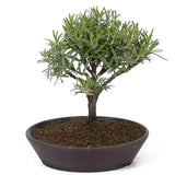 Rosemary D55
