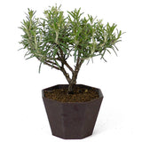 Rosemary D56