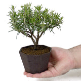 Rosemary D56