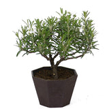 Rosemary D56