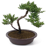 Dwarf Japanese Garden Juniper - D60
