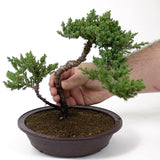 Dwarf Japanese Garden Juniper - D60