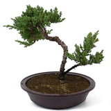 Dwarf Japanese Garden Juniper - D60