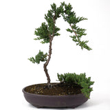 Dwarf Japanese Garden Juniper - D62