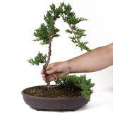 Dwarf Japanese Garden Juniper - D62