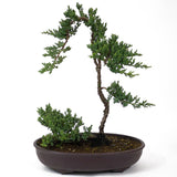 Dwarf Japanese Garden Juniper - D62