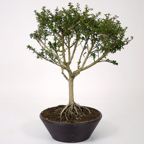bahama berry bonsai tree Bahama Berry D64