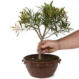 Ficus Neriifolia Pre-Bonsai D65