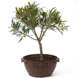 Ficus Neriifolia Pre-Bonsai D65