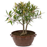 Ficus Neriifolia Twin Trunk D66
