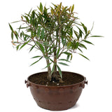 Ficus Neriifolia Twin Trunk D66
