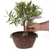 Ficus Neriifolia Twin Trunk D66