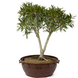 Ficus Neriifolia D67
