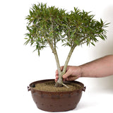 Ficus Neriifolia D67