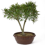 Ficus Neriifolia D67
