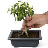 Ficus Too Little Bonsai  D69