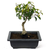 Ficus Too Little Bonsai  D69