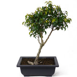 Ficus Too Little Bonsai  D70